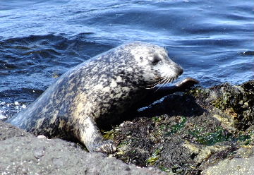 harbour seal